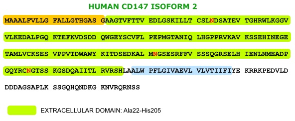 human cd147