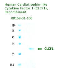 human clcf1 recombinant