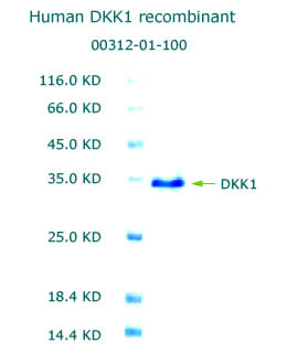 human DKK1 recombinant