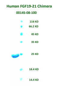 mouse FGF21 recombinant