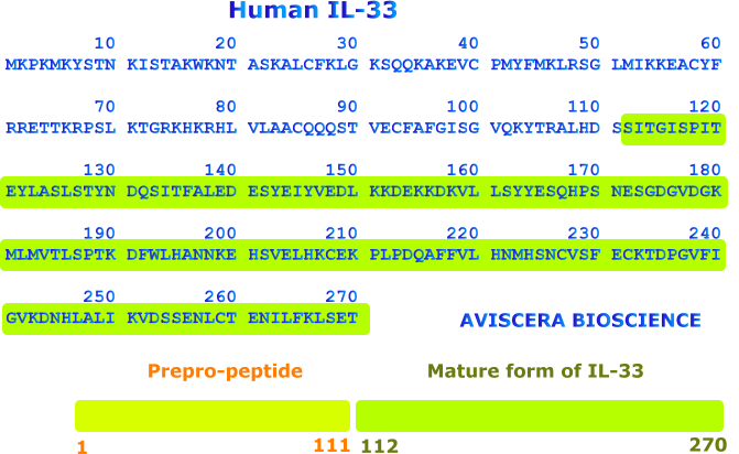 human IL-33