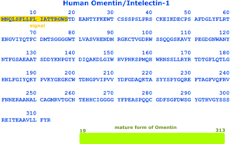 human omentin 1 recombinant